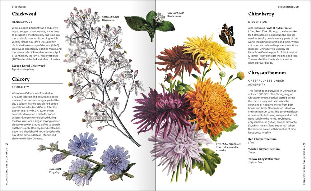 Flowers and Their Meanings We Are LIT!